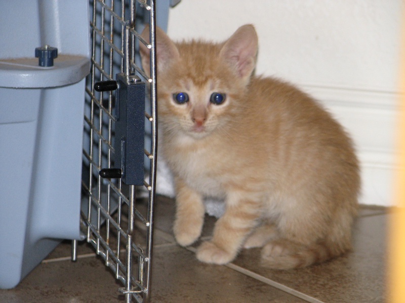 2009/09(September)/New_Kittens/800x600_20100206 411.JPG